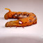 Oleander Hawk-moth Caterpillar