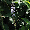 Palespike Lobelia