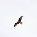 Red Kite