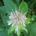 Bee balm