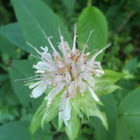 Bee balm