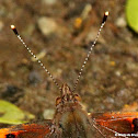 Red admiral