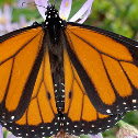 Monarch