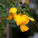 Blazenstruik (C. arborescens)