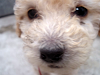 Cachorros French Poodle