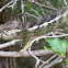 Juvenile Madagascar Giant Chameleon
