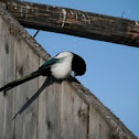 Magpie