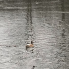 Northern Shoveler