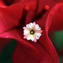 Bougainvillea (棘杜鵑)