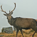 Red Deer