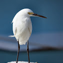 Snowy Egret