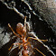 Weaver Ant