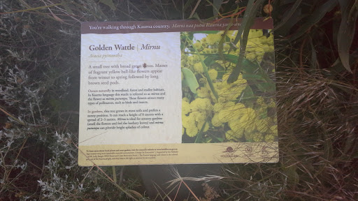 Golden Wattle