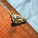 Spotted Sulphur