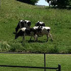 Holstein Cows