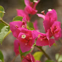 Bougainvillea