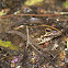 Cape River Frog