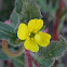 Evening Primrose