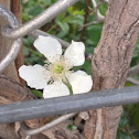 Dewberry/Blackberry