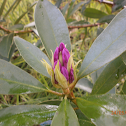 Rhododendron ponticum?