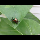 Japanese Beetle