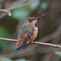 Allen's Hummingbird