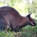 Red-necked Wallaby