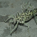Lichen Katydid