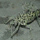 Lichen Katydid