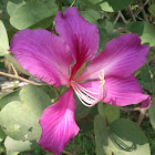 pohon daun kupu-kupu