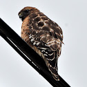 Red Shouldered Hawk