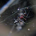 ID please..