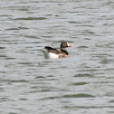 Greater White-fronted Goose