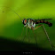long legged fly