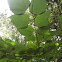 Red mulberry