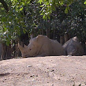 Southern White Rhinoceros
