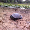 Eastern River Cooter