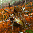 Fishing spider