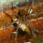Fishing spider