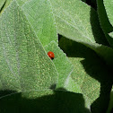 Ladybug
