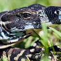 Lace Monitor