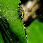 slender skimmer