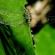 slender skimmer