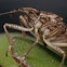 Brown Marmorated Stink Bug
