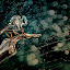 STAND ALONE by Donald Jusa - Digital Art Things ( macro, nature, wildlife, insect, animal )