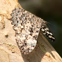Gray Cracker