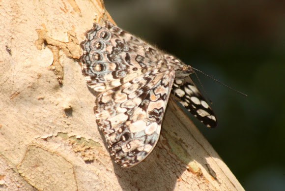 Spotting Image 1