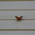 Gulf Fritillary