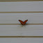 Gulf Fritillary