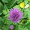 Thistle